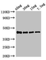 Vibrio parahaemolyticus serotype O3:K6 ompK Polyclonal Antibody