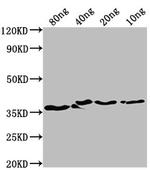 E. coli bepA Antibody in Western Blot (WB)