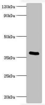 Bordetella pertussis ptxA Polyclonal Antibody