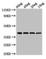 E. coli Protease 7 Polyclonal Antibody