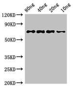 E. coli htpG Polyclonal Antibody