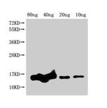 E. coli (strain K12) grxD Polyclonal Antibody