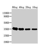 E. coli (strain K12) grxD Polyclonal Antibody