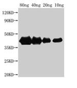 E. coli (strain K12) H-NS Antibody in Western Blot (WB)