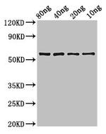 Synechococcus sp. phr Antibody in Western Blot (WB)