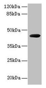 Pseudomonas sp. CPG2 Polyclonal Antibody