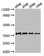 Mycobacterium tuberculosis Ag85C Polyclonal Antibody
