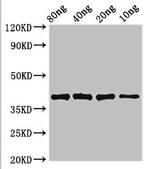E. coli LexA Polyclonal Antibody