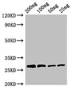 Papain Polyclonal Antibody