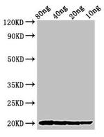 Viscum album THI2.1 Antibody in Western Blot (WB)