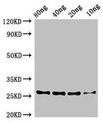 Bacillus pumilus ZapA Antibody in Western Blot (WB)