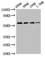 Arginine kinase Polyclonal Antibody