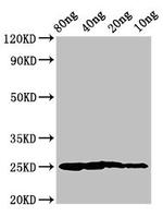 Salmo salar Vertebrate ancient opsin Polyclonal Antibody