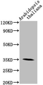 Arabidopsis thaliana PAP1 Polyclonal Antibody
