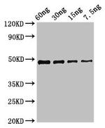 Xanthomonas campestris pv. campestris cobB Antibody in Western Blot (WB)
