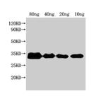 E. coli (strain K12/DH10B) NfuA Antibody in Western Blot (WB)