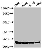 E. coli csrA Polyclonal Antibody
