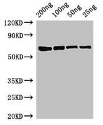 E. coli MutL Polyclonal Antibody