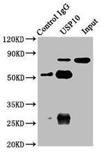 USP10 Antibody in Immunoprecipitation (IP)