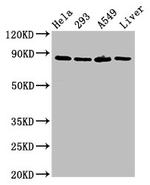 USP10 Antibody in Western Blot (WB)