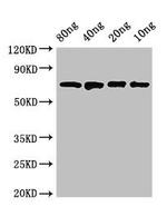 E. coli DnaK Antibody in Western Blot (WB)