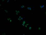 ITPRIPL2 Polyclonal Antibody