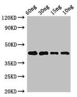 Phleum pratense Pollen allergen Phl p 5b Antibody in Western Blot (WB)