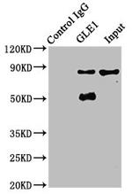 GLE1 Antibody in Immunoprecipitation (IP)