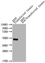 Streptomyces viridochromogenes pat Polyclonal Antibody