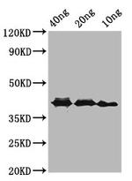 Rickettsia conorii ompA Polyclonal Antibody