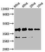 RBM24 Polyclonal Antibody
