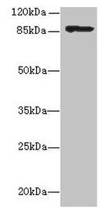 Listeria monocytogenes serotype 4b Internalin A Polyclonal Antibody