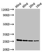 Staphylococcus aureus esxA Polyclonal Antibody