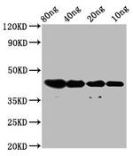 NUP93 Polyclonal Antibody