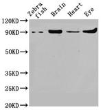VCP Polyclonal Antibody