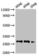 Artemisia vulgaris Major pollen allergen Art v 1 Antibody in Western Blot (WB)