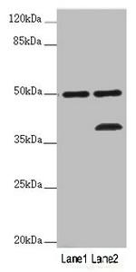 OXPAT Polyclonal Antibody