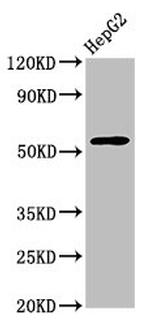 WDR37 Antibody in Western Blot (WB)