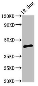 Arabidopsis thaliana PMRT15 Polyclonal Antibody