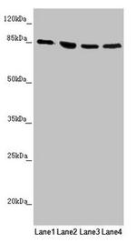 MFN1 Antibody in Western Blot (WB)