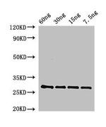 Arabidopsis thaliana BAS1 Polyclonal Antibody