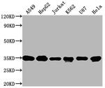 SUMF2 Antibody in Western Blot (WB)