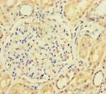 ACTL9 Antibody in Immunohistochemistry (Paraffin) (IHC (P))