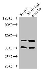 ACTL9 Antibody in Western Blot (WB)