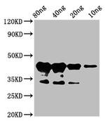 Arabidopsis thaliana MYB75 Polyclonal Antibody