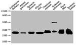 Arabidopsis thaliana VDAC Antibody in Western Blot (WB)
