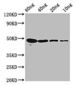 n-Myc Polyclonal Antibody