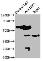 POLDIP3 Antibody in Immunoprecipitation (IP)
