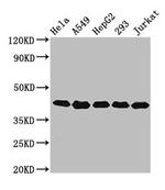 POLDIP3 Antibody in Western Blot (WB)