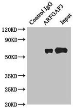 ARFGAP3 Antibody in Immunoprecipitation (IP)